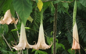 Datura  Trompette des Anges  