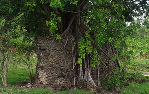 Capesterre B-E l'Arbre au Mur