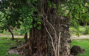 Capesterre B-E l'Arbre au Mur